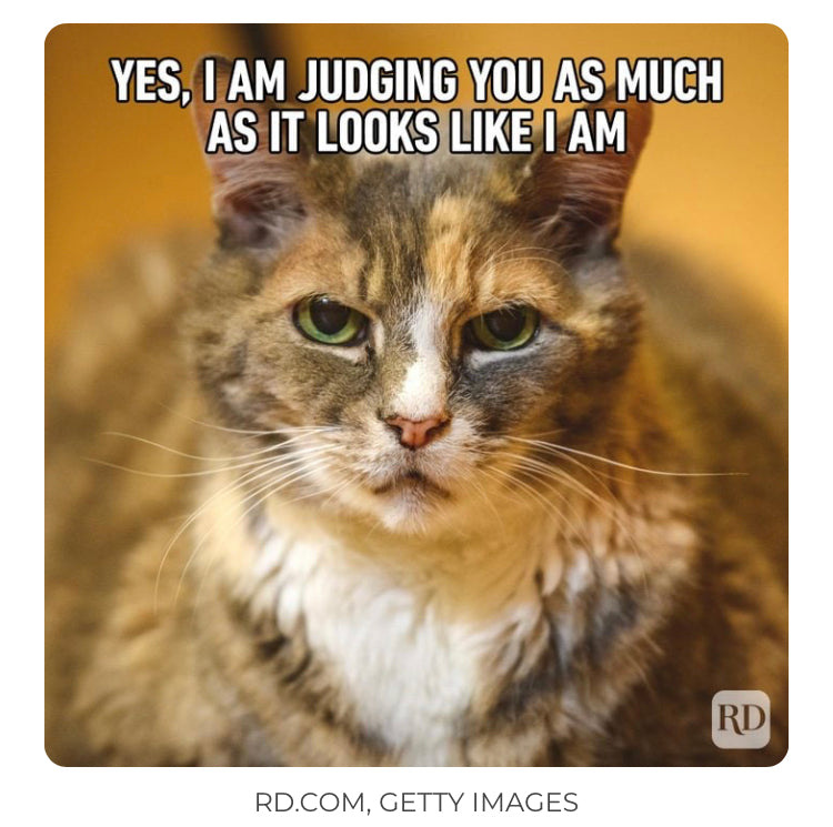 Mad Cat with saying, “Yes! I am judging you as much as it looks like I am.